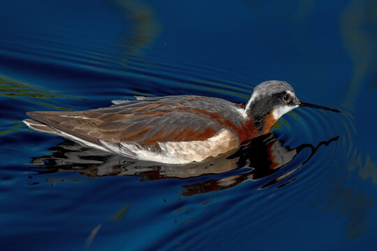 Wilson's Phalarope (Phalaropus tricolor) at Camas Prairie Centennial Marsh Idaho May 31, 2024.