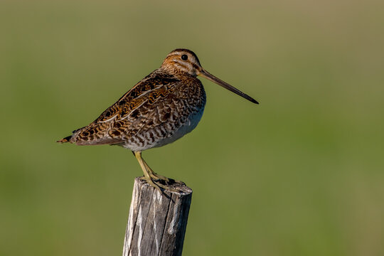 Wilson's Snipe (Gallinago delicata) at Camas Prairie Centennial Marsh, Idaho