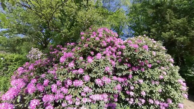 Blooming rhododendron in summer garden with pink blossoms
