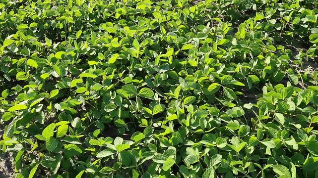 Close-up of healthy green soybean plants in the agricultural field. Young soybean leaves in the field. Top view of agricultural crops under sunlight. Nature. Young soybean crops