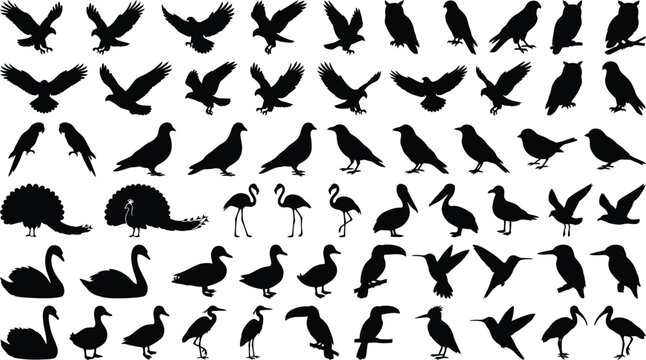 Black and white of various birds in flight and perching flying birds perching birds ornithology
