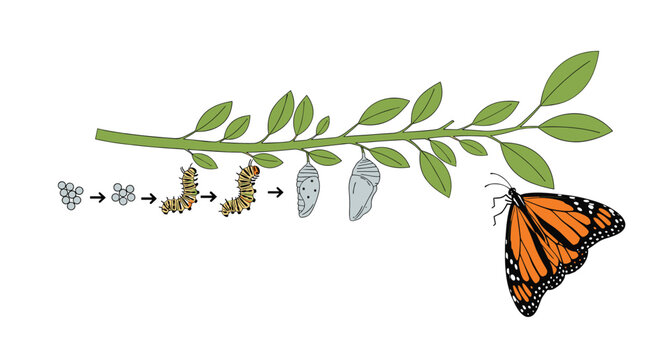 Educational diagram showing the metamorphosis of a butterfly from eggs and caterpillar to chrysalis and adult insect.