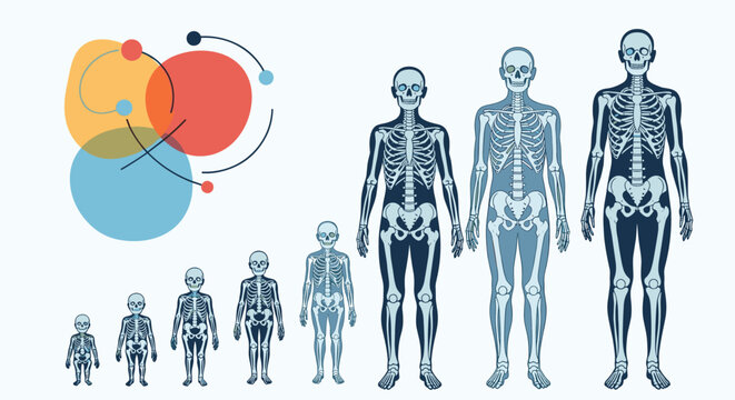 Scientific illustration showing human growth stages with skeletal structures from infant to adult with abstract colorful background circles.