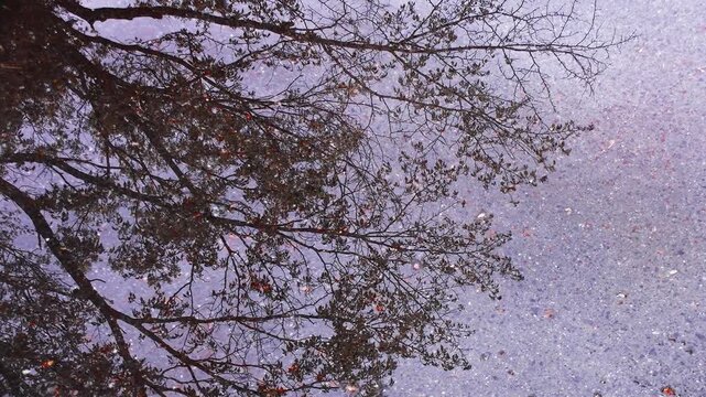Raindrops and small insects creating ripples on a wet asphalt puddle on a rainy day