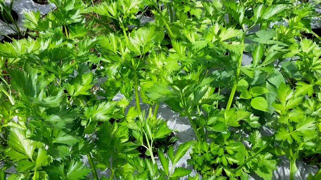 Footage of young celery plants. Fresh celery in the garden. Indonesia.
