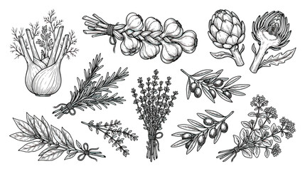 Vintage hand drawn herbs and vegetables vector set, engraved botanical illustrations of garlic, rosemary, fennel and olives, rustic culinary sketches © Rafay
