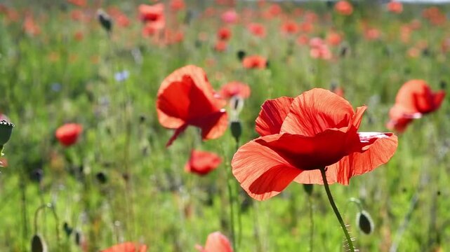wild red beautiful poppies flowers blossoming at  sunny summer  day  at fiels.  close up