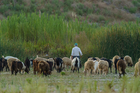 Shepherd herding a flock of sheep and goats in a green pasture.