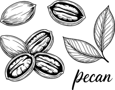 Hand-drawn of pecan nuts and leaves in a vintage style isolated on a white background