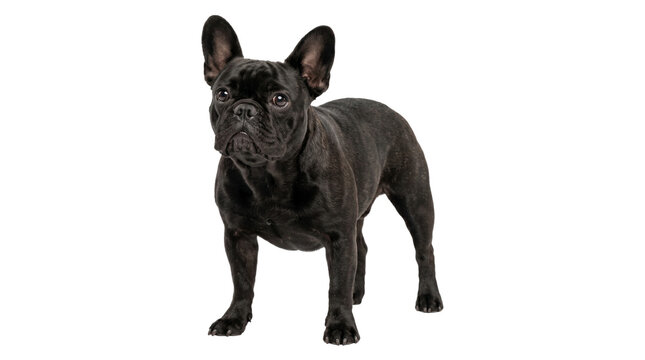 Black french bulldog standing alert isolated on transparent background showing muscular body and big ears.