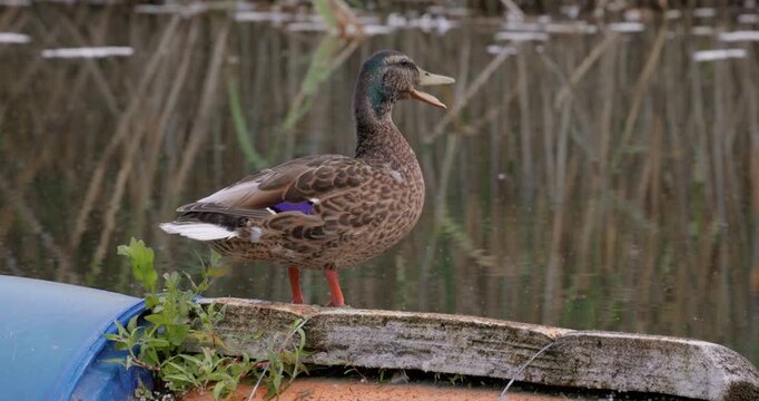 Wild duck outdoor on lake in natural outdoor environment