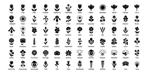 Obraz premium Collection of 72 minimalist black and white flower icons and floral silhouettes. Various botanical species including tulips, roses, lilies, lavender and wildflowers in flat vector design.