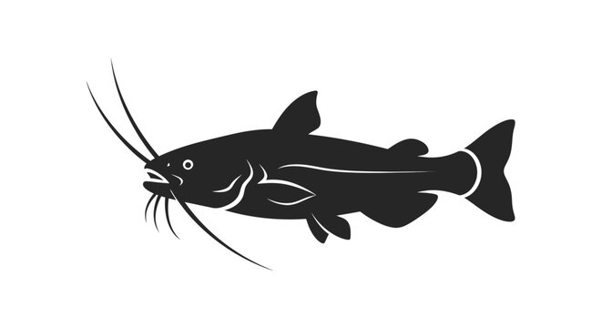 Black catfish swimming left on white background