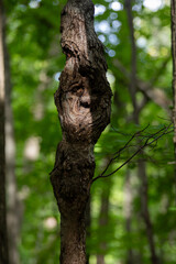 Obraz premium Trees with Natural Face‑Like Patterns in Forest Setting