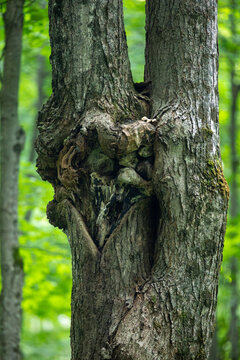 Trees with Natural Face‑Like Patterns in Forest Setting