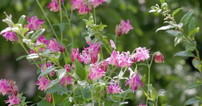 Pink columbine aquilegia flowers blooming in a garden