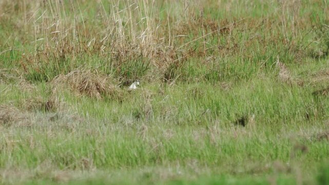 Northern Lapwing (Vanellus vanellus). A lapwing flies low over a green lawn. 