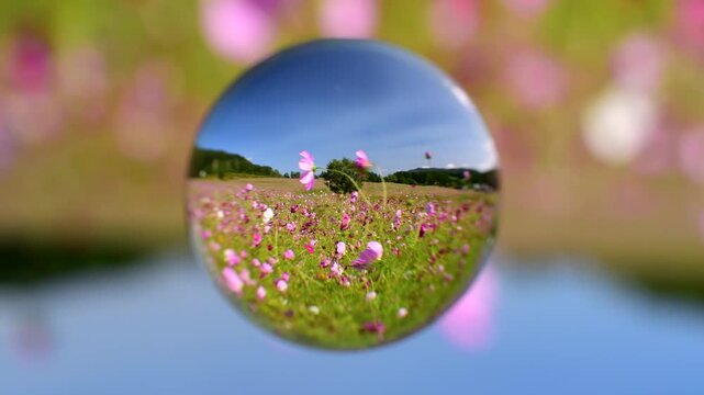 太陽の丘えんがる公園　コスモス園