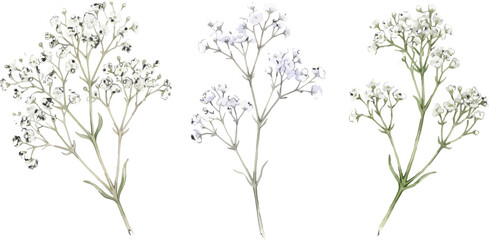 Fototapeta premium Watercolor baby breath flower sprigs set isolated on white background for wedding invitation and floral design projects