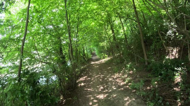 Slow motion camera moving through shady summer forest