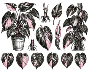 Philodendron Pink Princess Botanical Plate Illustration © AntaRaya