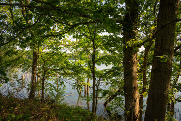 Fototapeta premium Mercers Lake near Merstham, Surrey, UK. View through trees to the lake.