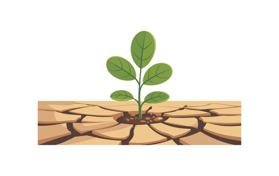 A small green plant grows in dry cracked earth with leaves and roots