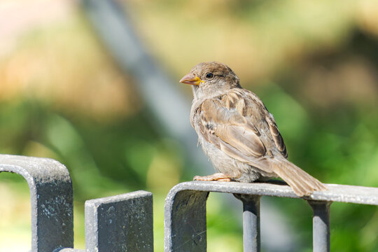 House Sparrow Perched on Metal Fence in Putbus Castle Park Island of R&uuml;gen Mecklenburg-Vorpommern Germany