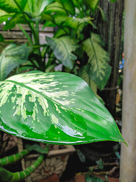 Close up of Variegated Dieffenbachia Leaf with Wet Surface