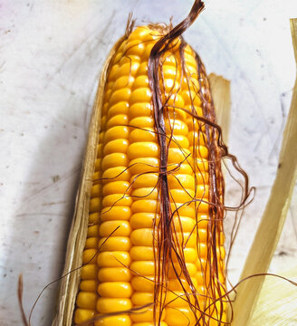 Close Up of Fresh Raw Yellow Sweet Corn with Silk.