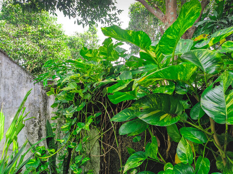 Wild Golden Pothos Vine Climbing on Weathered Concrete Wall