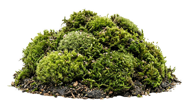Fresh green moss mound with forest soil and pebbles on transparent background, PNG organic bryophyte plant clump cutout for nature and terrarium design