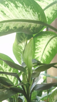 Fresh Green Sprout Growing with Backlit Leaf Texture