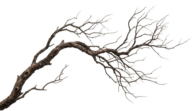 Dry dead tree branch with bare twigs on transparent background, PNG gnarly spooky weathered wood cutout for Halloween, nature, and graphic design