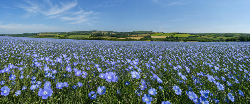 Beautiful blooming blue flower field under a clear sky