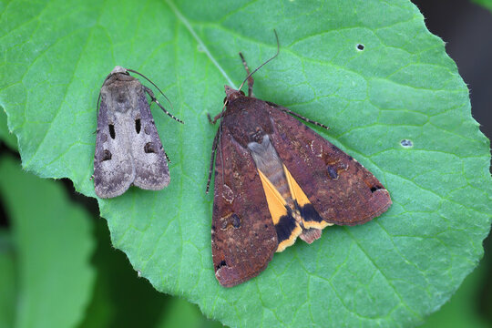 Two species of noctuid moths or owlet moths, Noctuidae  pests of crops. On the right Large Yellow Underwing Moth (Noctua pronuba), on left Heart and dart moth (Agrotis exclamationis)