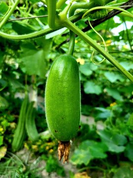 A fresh wax gourd fruit (Benincasa hispida) hanging in a home garden, showcasing healthy organic growth and natural farming in a rural setting. The image highlights sustainable home gardening 