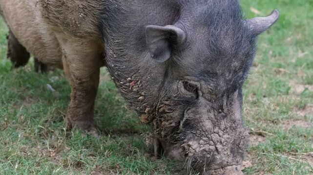 wild boar in nature