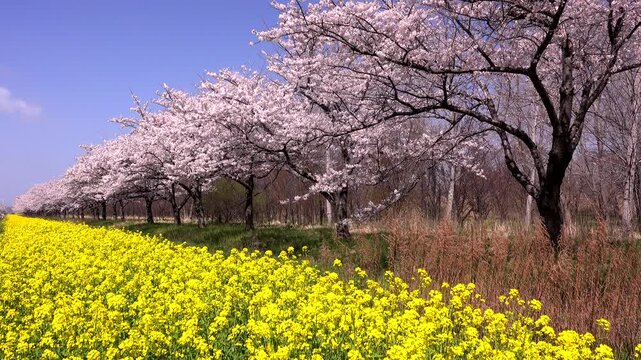 桜並木と菜の花ロード