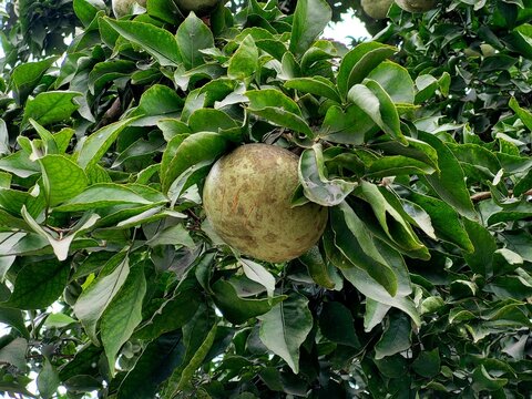 Aegle marmelos, commonly known as bael (or bili or bhel), also Bengal quince, golden apple, Japanese bitter orange, stone apple or wood apple
