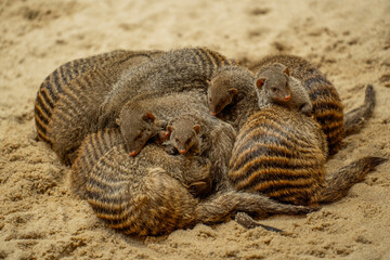 Family time © Dawid