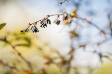 Spring © Dawid