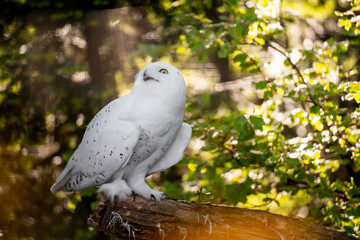 Owl smile © Dawid