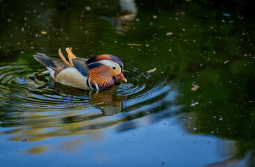 Just swimm © Dawid