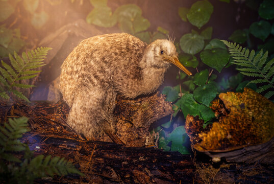 Kiwi Bird in Its Natural Habitat, New Zealand Wilderness Landscape