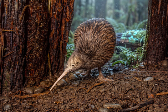 Kiwi Bird in Its Natural Habitat, New Zealand Wilderness Landscape