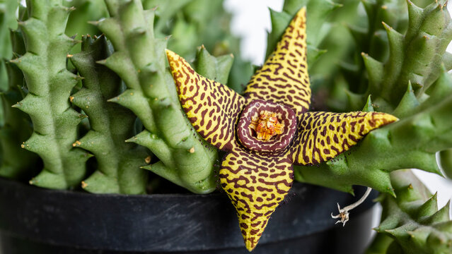 Exotic Stapelia Flower Blooming Among Succulent Stems in Black Pot Close-Up