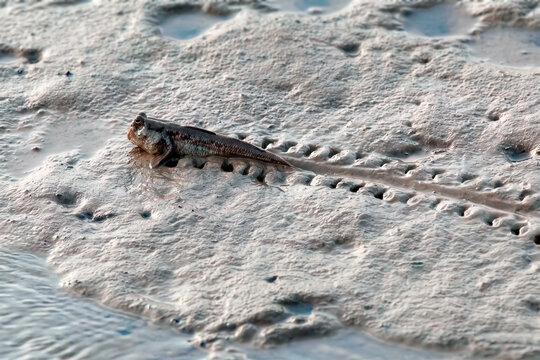 A mudskipper is resting after walking across the sand at low tide