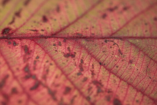 red autumn leaf with veins macro texture background