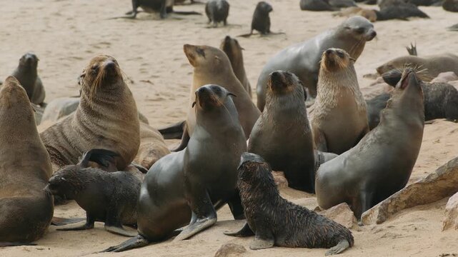 Cape cross seal colony on the skeleton coast of namibia in southern africa with a crowd of wild animals on the beach